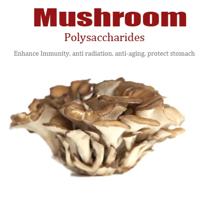Plant Extract Maitake Extract/Maitake Mushroom/Maitake Powder